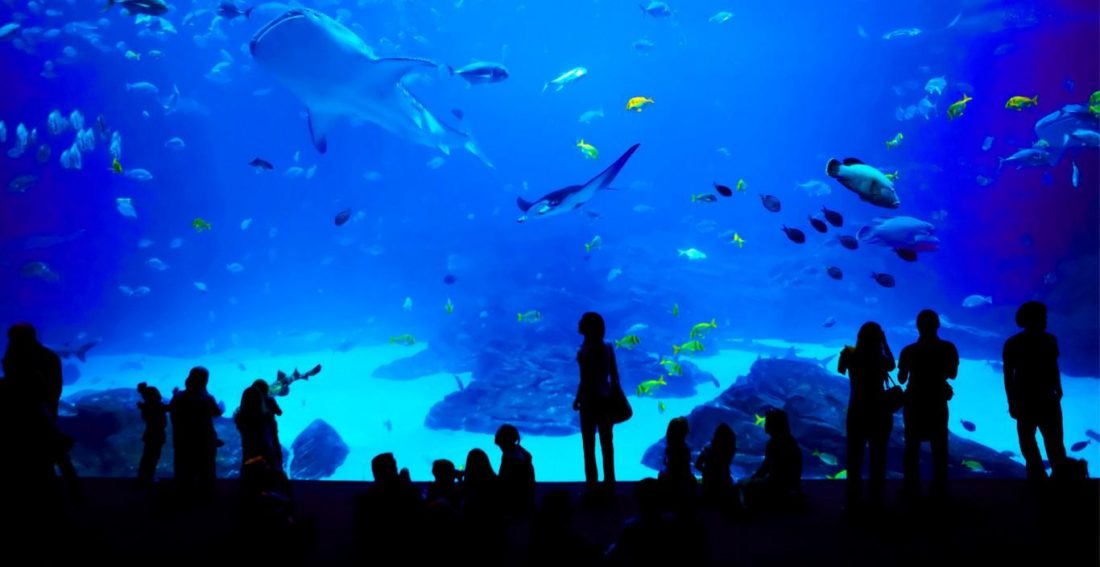 Que faire en Charente-Maritime quand il pleut l'aquarium de La Rochelle