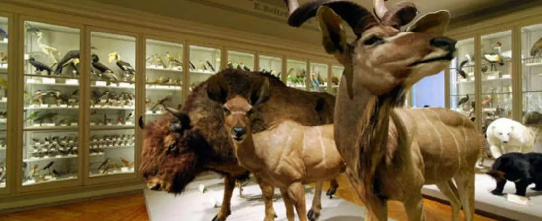 Muséum histoire naturelles de La Rochelle